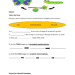 Life Cycle Worksheet