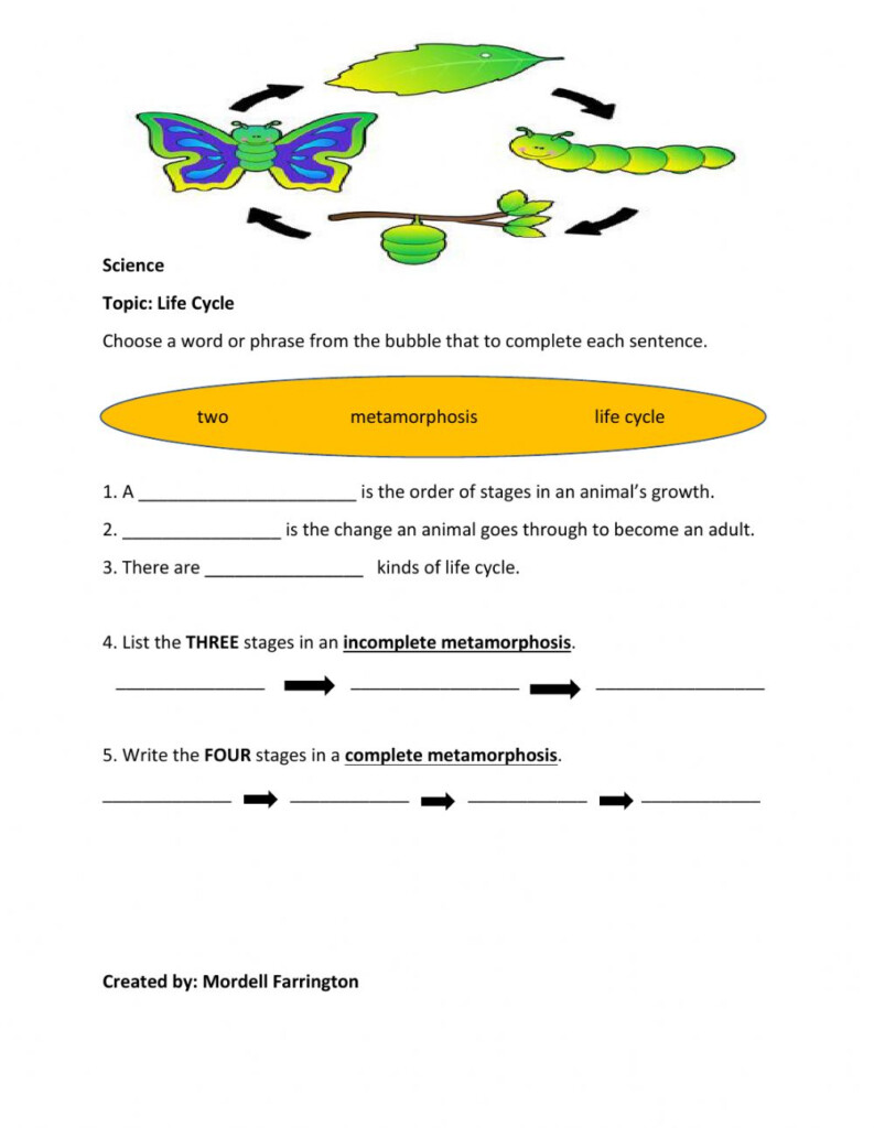 Life Cycle Worksheet