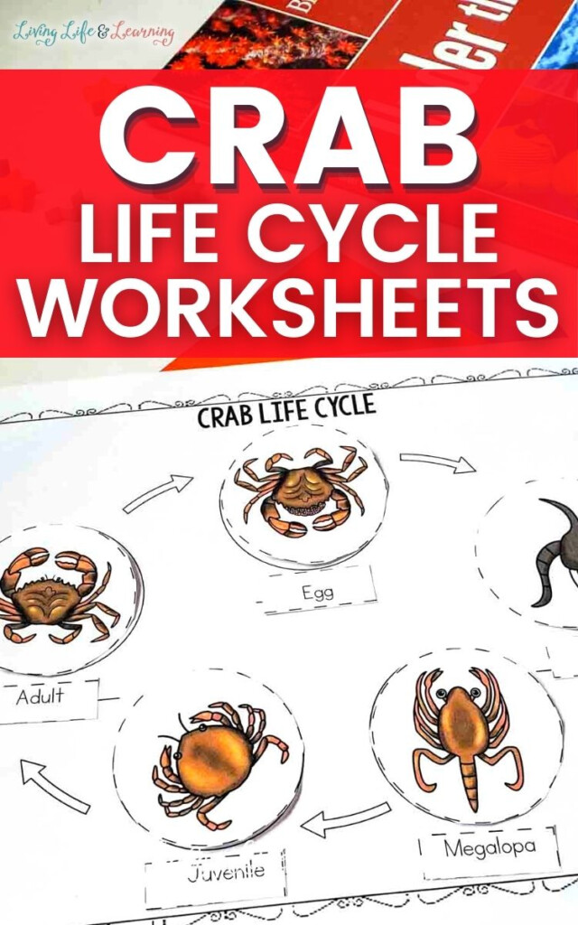Life Cycle Worksheets For Preschools Science Worksheet Life Cycle Of 