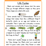 Life Cycles Reading Comprehension Worksheet