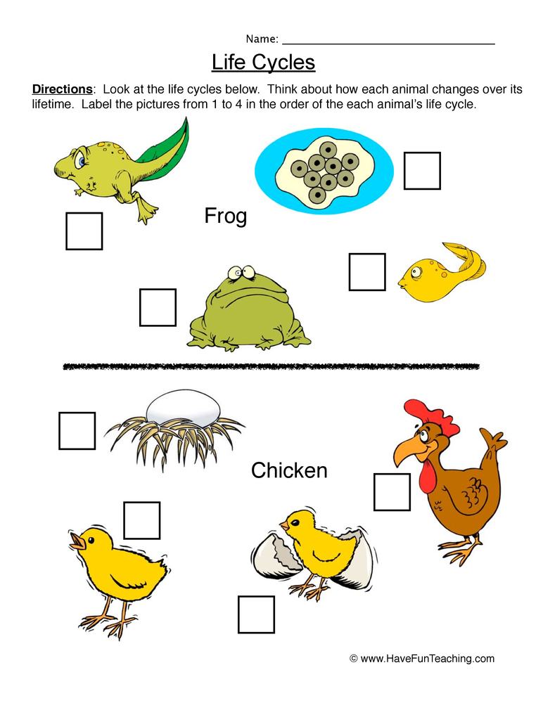 Life Cycles Worksheet