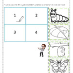 Life Cycles Worksheets