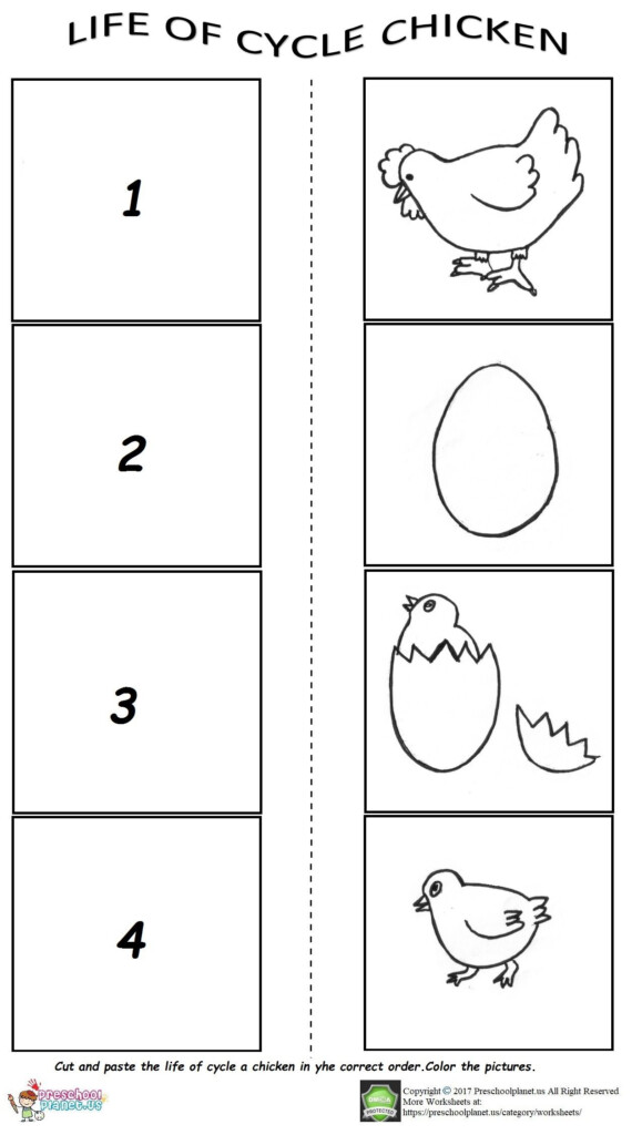 Life Of Cycle Chicken Worksheet For Preschoolers Ciclo De Vida 