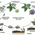 Lifecycle Of Cranberry Fruitworm Overwintering Insect Pest Nooksack