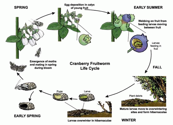 Lifecycle Of Cranberry Fruitworm Overwintering Insect Pest Nooksack