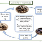 Lifecycle Of Mammals Apple For The Teacher Ltd