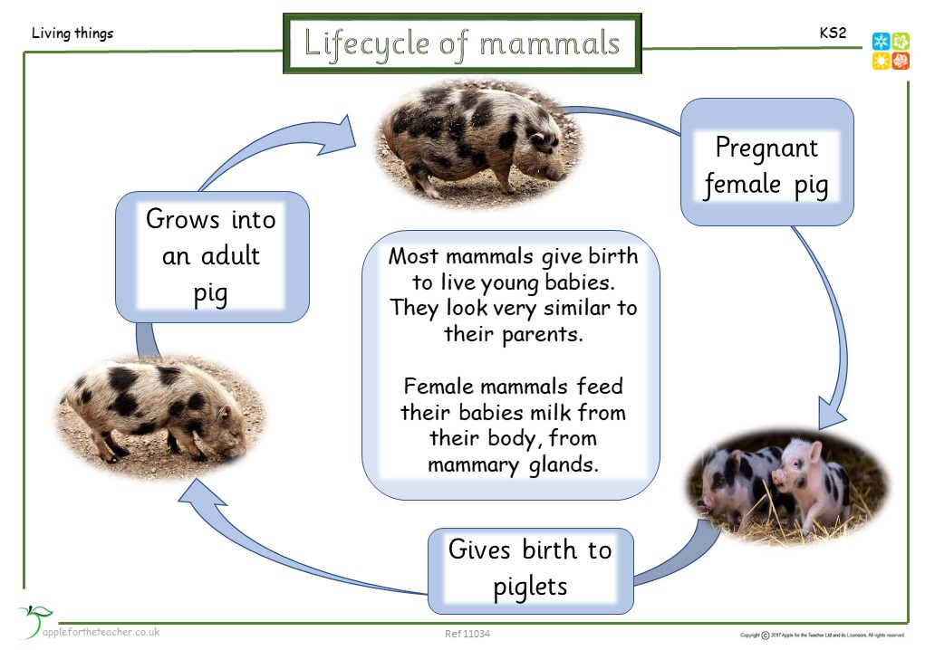 Lifecycle Of Mammals Apple For The Teacher Ltd