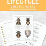 Little Learners Print Go Activity Kit Honey Bee Life Cycle Bee