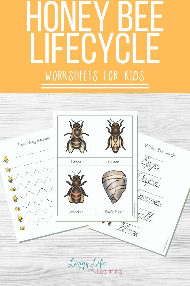 Little Learners Print Go Activity Kit Honey Bee Life Cycle Bee 