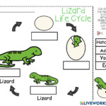 Lizard Life Cycle Interactive Worksheet