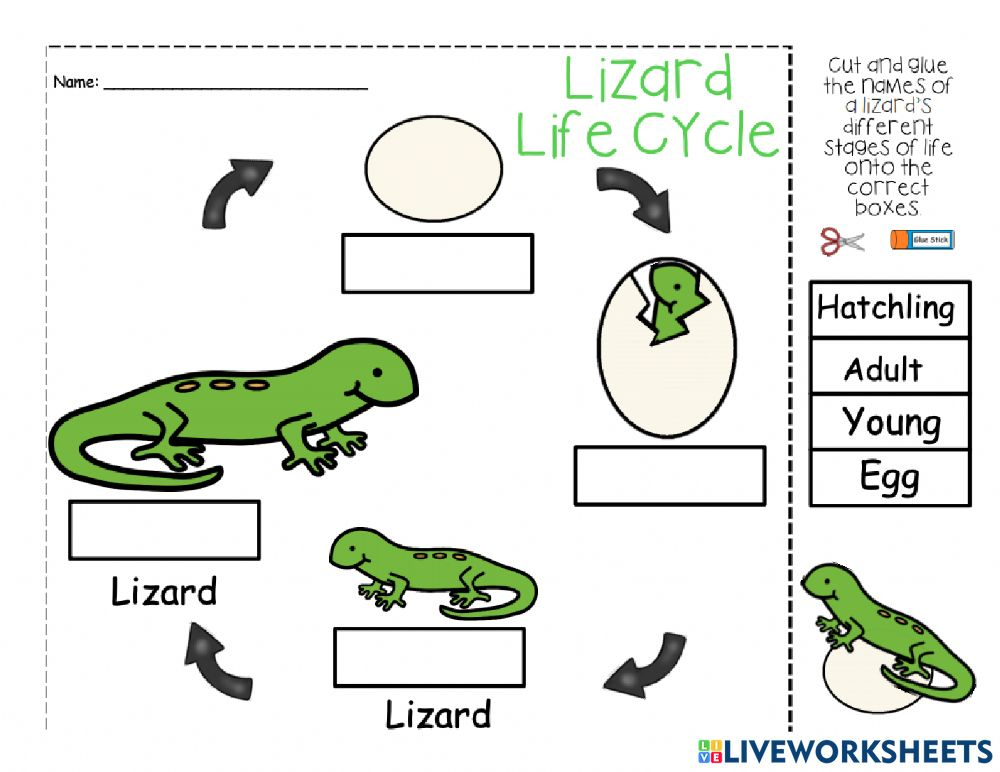 Lizard Life Cycle Interactive Worksheet