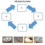 Lizard Life Cycle Worksheet