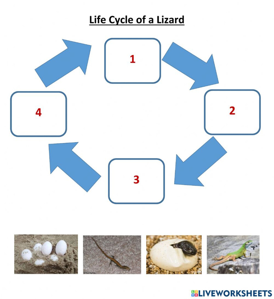 Lizard Life Cycle Worksheet