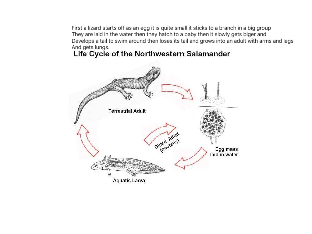 Lizard Lifecycle Aidan English Writing Reading ShowMe