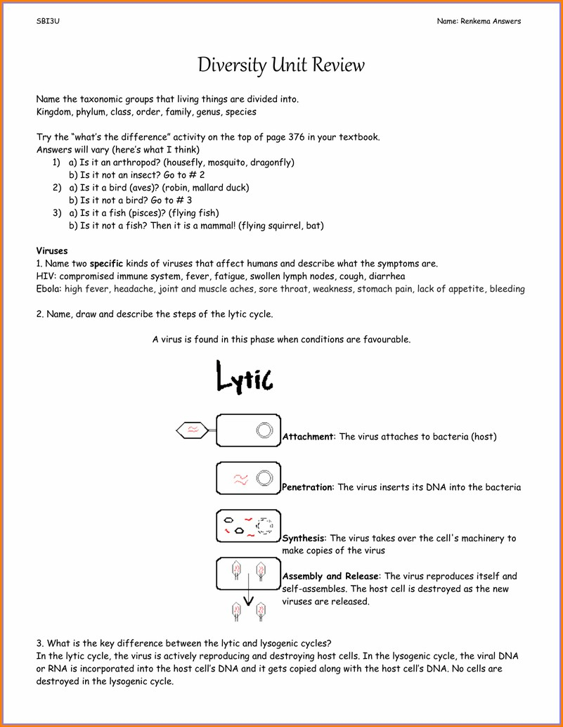 Lytic Cycle Worksheet Answers Worksheet Resume Examples