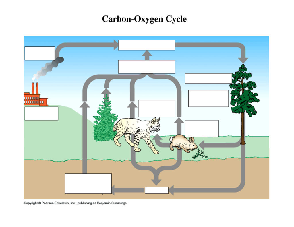 MALIK GK POWER CARBON OXYGEN CYCLE