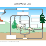 MALIK GK POWER CARBON OXYGEN CYCLE