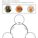 Mammal Life Cycle Construct B Worksheet