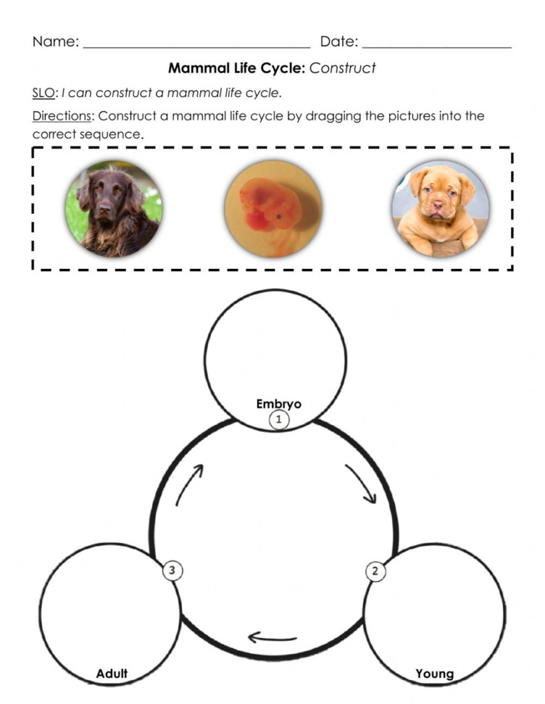 Mammal Life Cycle Construct B Worksheet