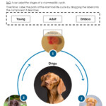 Mammal Life Cycle Label A Worksheet