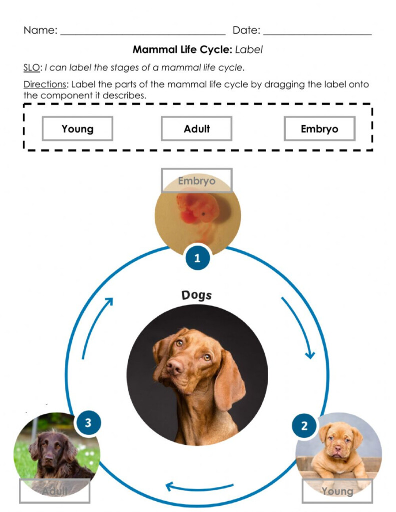 Mammal Life Cycle Label A Worksheet