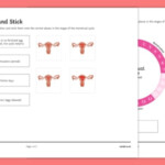 Menstrual Cycle Cut And Stick Worksheet teacher Made