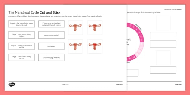 Menstrual Cycle Cut And Stick Worksheet teacher Made 