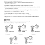 Menstrual Cycle Worksheet Name Class Date Concepts And Challenges In