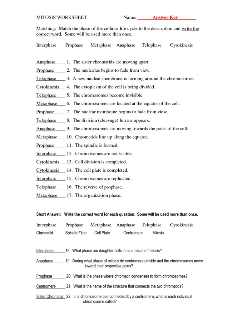 Mitosis And Meiosis Worksheet Answer Key Db excel