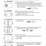 Mitosis Coloring Worksheet Answer Key Biology Worksheet Mitosis