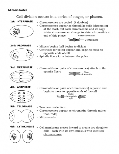 Mitosis Coloring Worksheet Answer Key Biology Worksheet Mitosis 