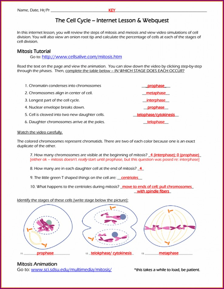 Mitosis Worksheet Cell Cycle Labeling Answer Key Worksheet Resume