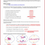 Mitosis Worksheet Cell Cycle Labeling Answer Key Worksheet Resume