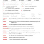 Mitosis Worksheet Phases Of The Cell Cycle Answers Db excel