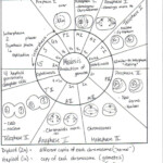 Mitosis Worksheets For High School Biology Lessons High School