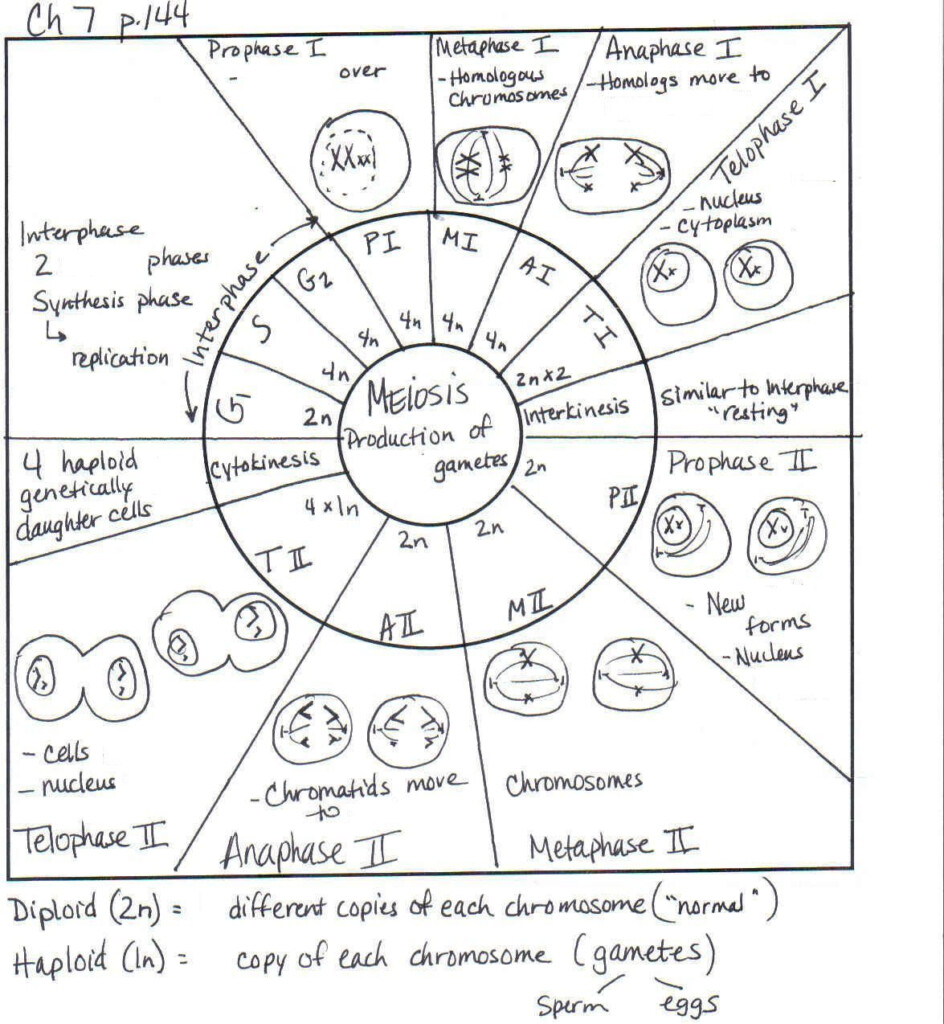 Mitosis Worksheets For High School Biology Lessons High School 