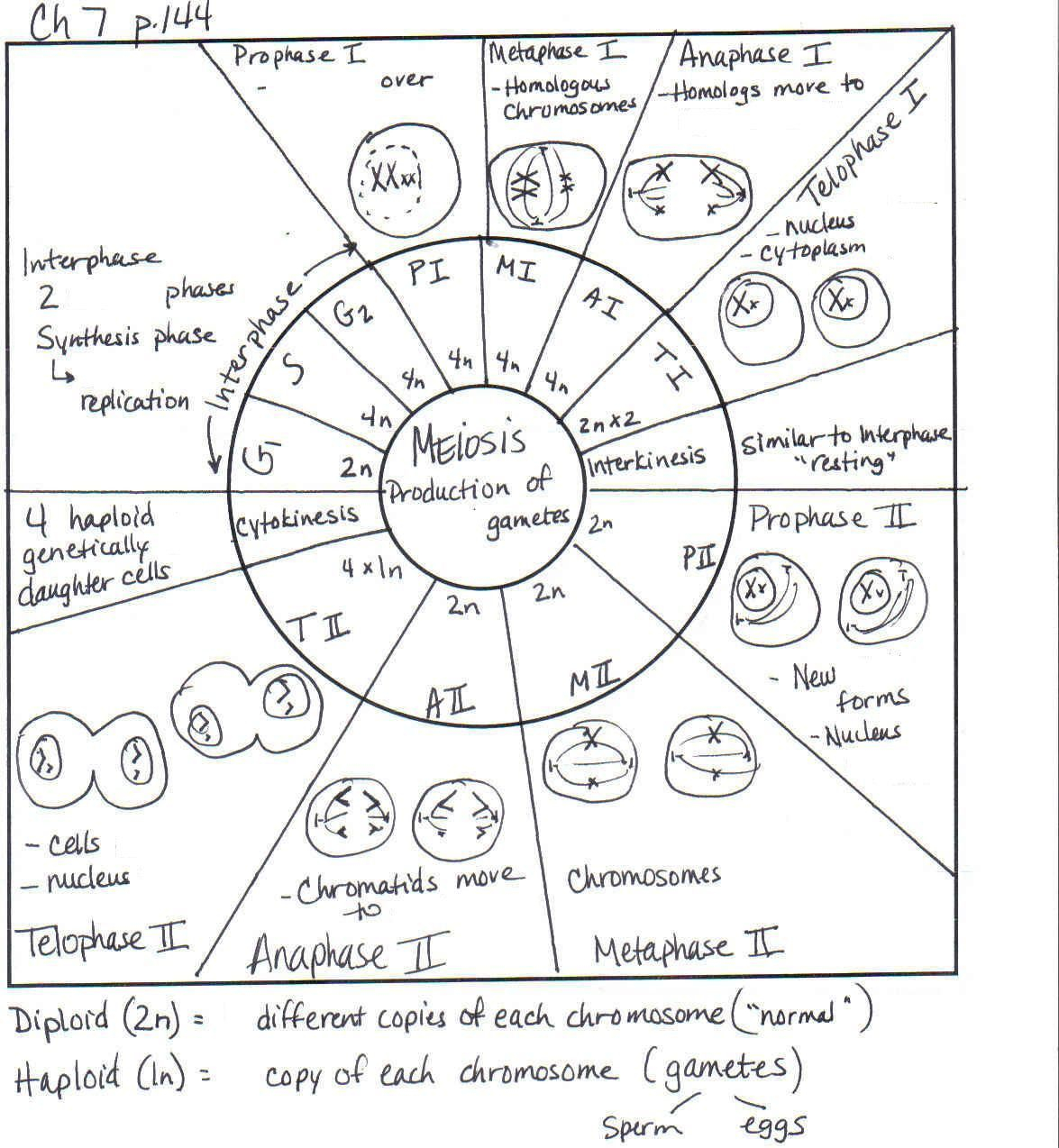 Mitosis Worksheets For High School Biology Lessons High School