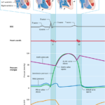 Module 17 4 Mechanical Physiology Of The Heart The Cardiac Cycle