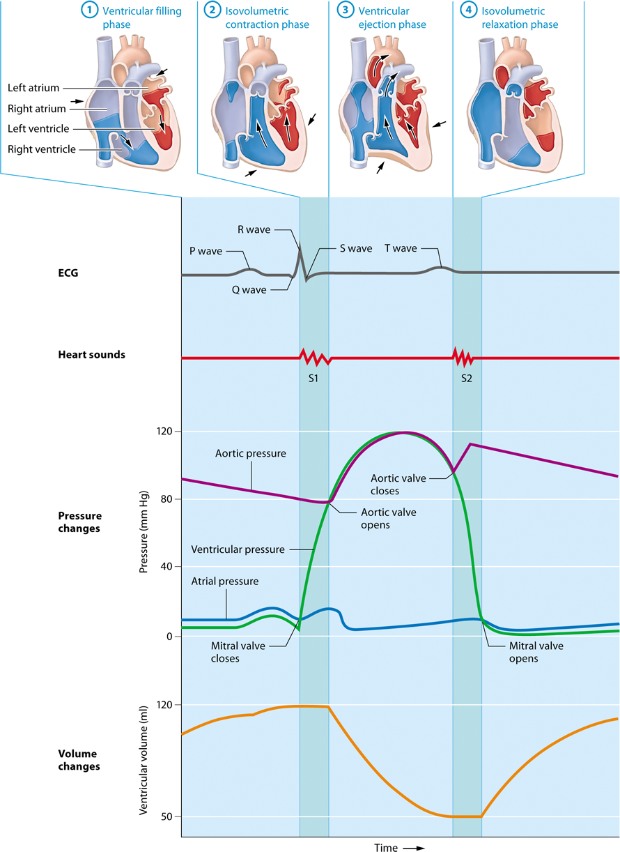 Module 17 4 Mechanical Physiology Of The Heart The Cardiac Cycle 