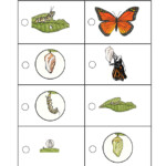 Monarch Butterfly Life Cycle Sorting Activity