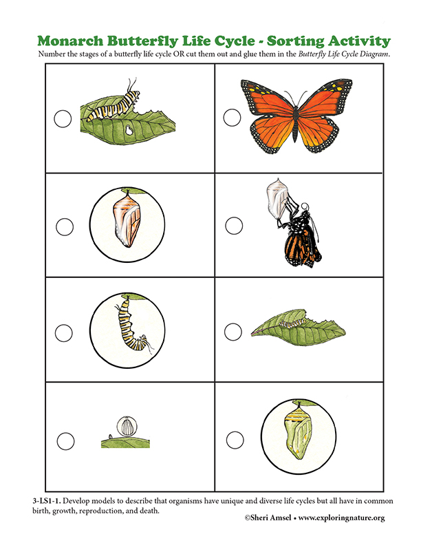 Monarch Butterfly Life Cycle Sorting Activity