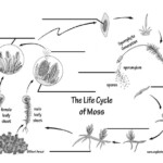 Moss Life Cycle Labeling Page