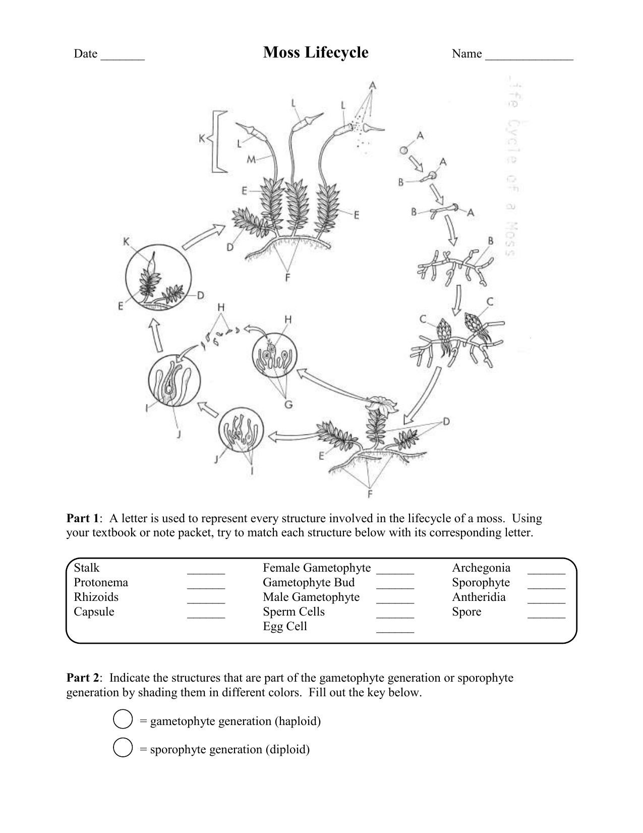 Moss Lifecycle