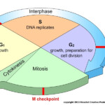 Mrs Cruz s Biology Class Chapter 5 Cell Growth And Division