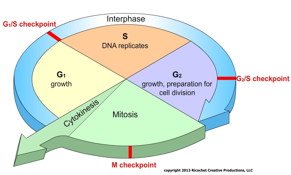 Mrs Cruz s Biology Class Chapter 5 Cell Growth And Division