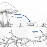 Mushroom Life Cycle Life Cycles Stuffed Mushrooms Learning Science