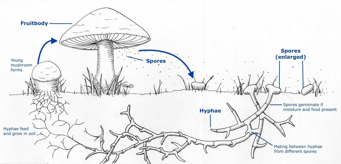 Mushroom Life Cycle Life Cycles Stuffed Mushrooms Learning Science