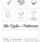 Mushroom Life Cycle Worksheets Superstar Worksheets