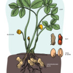 National Peanut Board How Peanuts Grow Growing Peanuts Plants Peanut