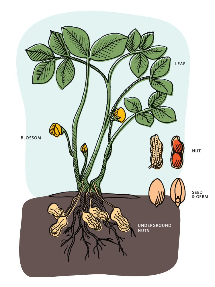 National Peanut Board How Peanuts Grow Growing Peanuts Plants Peanut